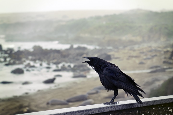 what do crows mean in a dream